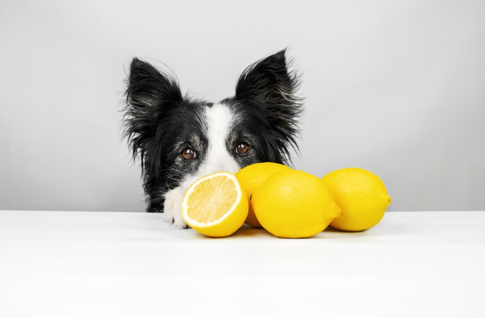 A dogs eyes and ears peek out behind a pile of lemons.
